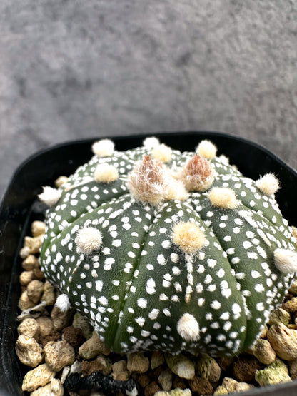 【現品限り】アストロフィツム・スーパー兜 実生【A12】 Astrophytum Super Kabuto