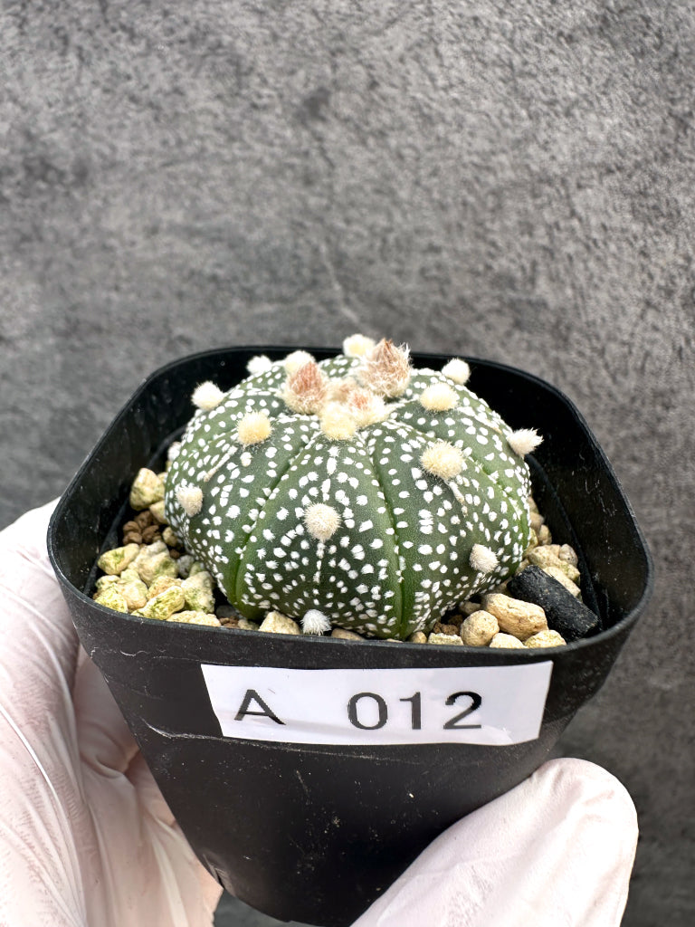 【現品限り】アストロフィツム・スーパー兜 実生【A12】 Astrophytum Super Kabuto