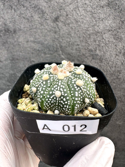 【現品限り】アストロフィツム・スーパー兜 実生【A12】 Astrophytum Super Kabuto