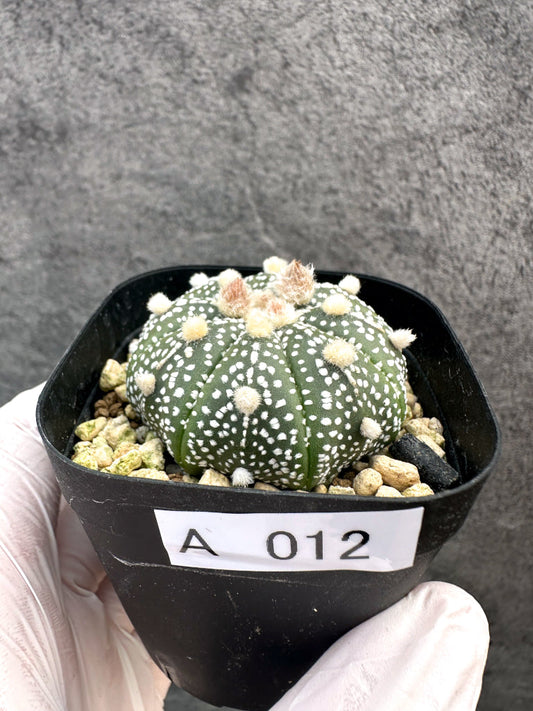 【現品限り】アストロフィツム・スーパー兜 実生【A12】 Astrophytum Super Kabuto