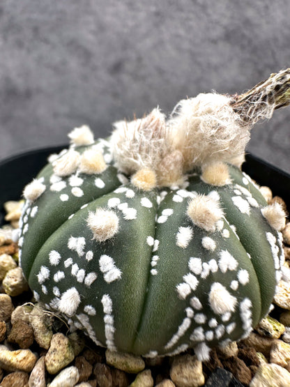 【現品限り】アストロフィツム・スーパー兜 実生【A13】 Astrophytum Super Kabuto
