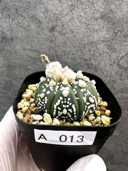 【現品限り】アストロフィツム・スーパー兜 実生【A13】 Astrophytum Super Kabuto