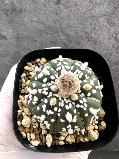 【現品限り】アストロフィツム・スーパー兜 実生【A14】 Astrophytum Super Kabuto