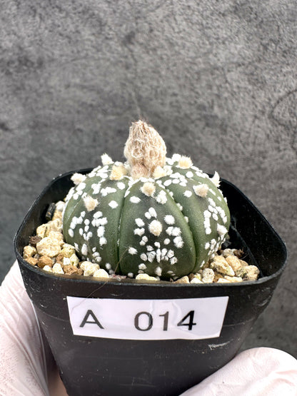 【現品限り】アストロフィツム・スーパー兜 実生【A14】 Astrophytum Super Kabuto