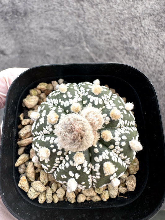 【現品限り】アストロフィツム・スーパー兜 実生【A15】 Astrophytum Super Kabuto