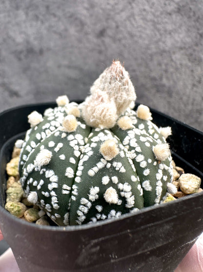 【現品限り】アストロフィツム・スーパー兜 実生【A15】 Astrophytum Super Kabuto
