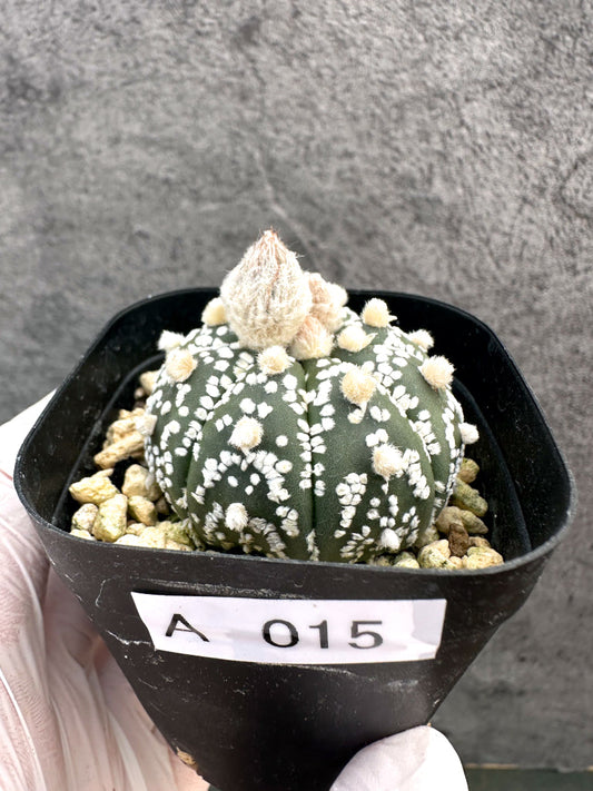 【現品限り】アストロフィツム・スーパー兜 実生【A15】 Astrophytum Super Kabuto