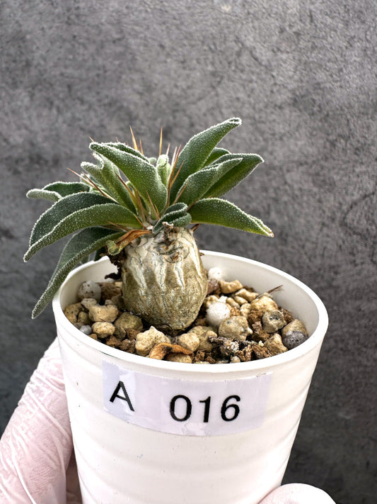 【現品限り】パキポディウム・ナマクアナム 光堂 実生【A16】 Pachypodium namaquanum