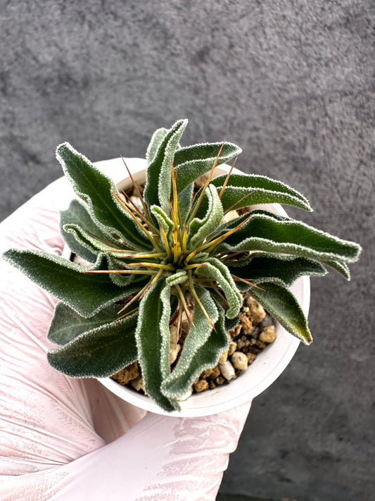 【現品限り】パキポディウム・ナマクアナム 光堂 実生【A16】 Pachypodium namaquanum