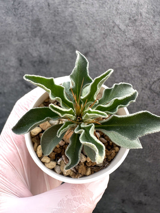 【現品限り】パキポディウム・ナマクアナム 光堂 実生【A17】 Pachypodium namaquanum