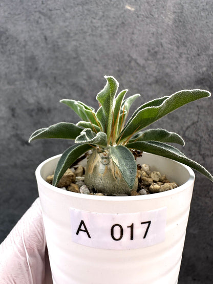 【現品限り】パキポディウム・ナマクアナム 光堂 実生【A17】 Pachypodium namaquanum
