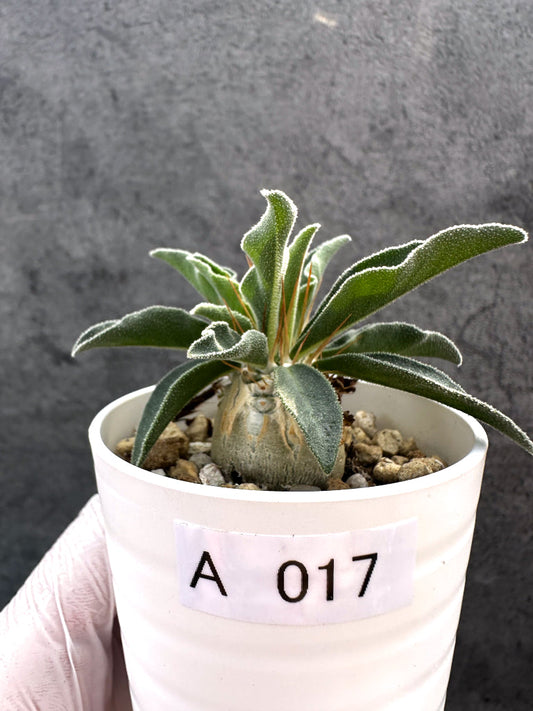 【現品限り】パキポディウム・ナマクアナム 光堂 実生【A17】 Pachypodium namaquanum