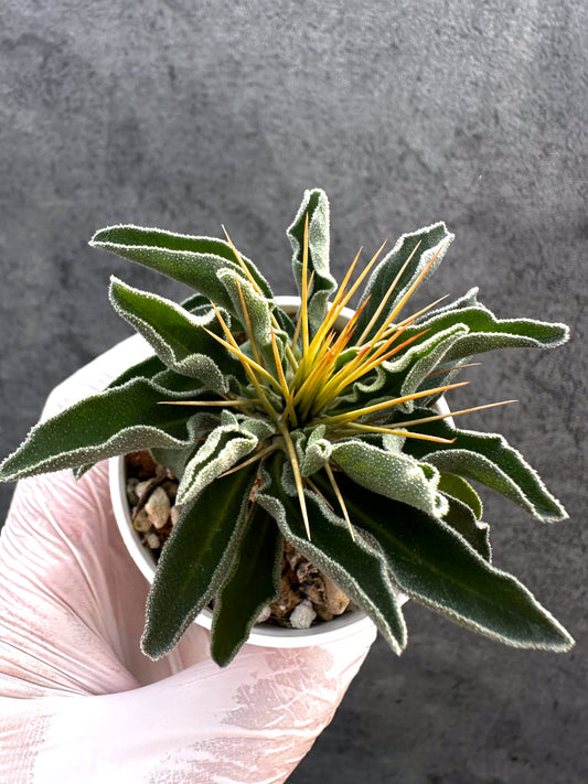 【現品限り】パキポディウム・ナマクアナム 光堂 実生【A18】 Pachypodium namaquanum
