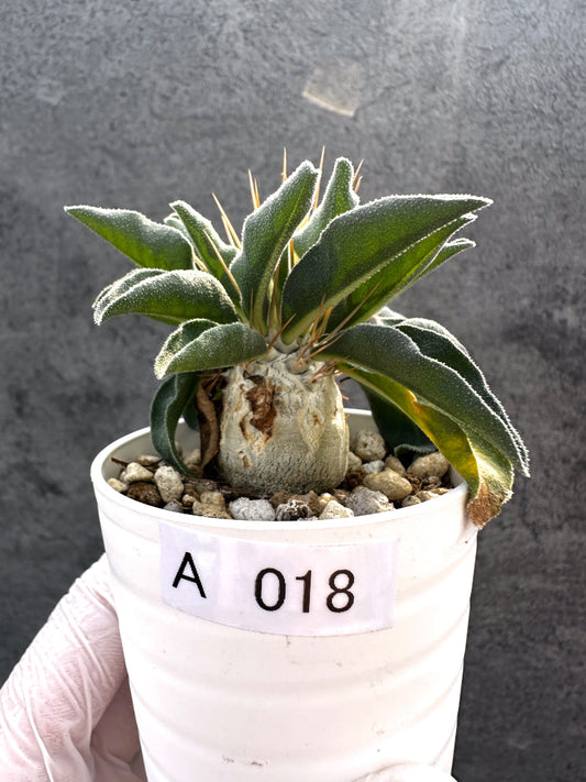 【現品限り】パキポディウム・ナマクアナム 光堂 実生【A18】 Pachypodium namaquanum