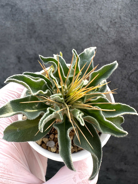 【現品限り】パキポディウム・ナマクアナム 光堂 実生【A19】 Pachypodium namaquanum