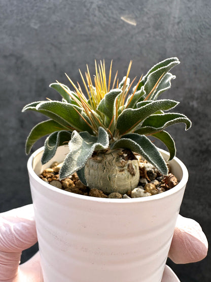 【現品限り】パキポディウム・ナマクアナム 光堂 実生【A19】 Pachypodium namaquanum