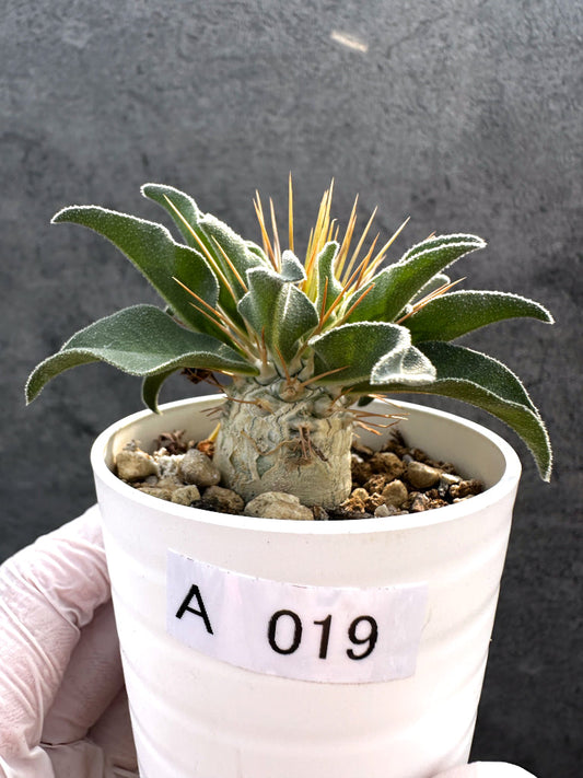 【現品限り】パキポディウム・ナマクアナム 光堂 実生【A19】 Pachypodium namaquanum
