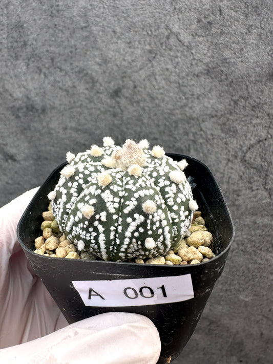 【現品限り】アストロフィツム・スーパー兜 実生【A1】 Astrophytum Super Kabuto