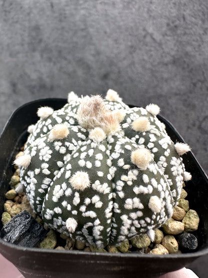 【現品限り】アストロフィツム・スーパー兜 実生【A1】 Astrophytum Super Kabuto