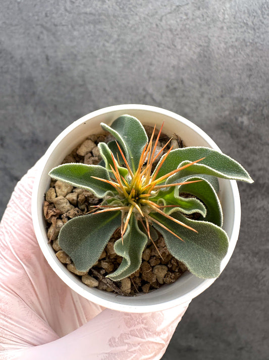 【現品限り】パキポディウム・ナマクアナム 光堂 実生【A20】 Pachypodium namaquanum