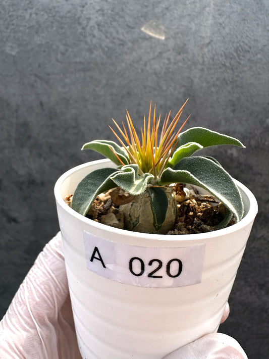 【現品限り】パキポディウム・ナマクアナム 光堂 実生【A20】 Pachypodium namaquanum
