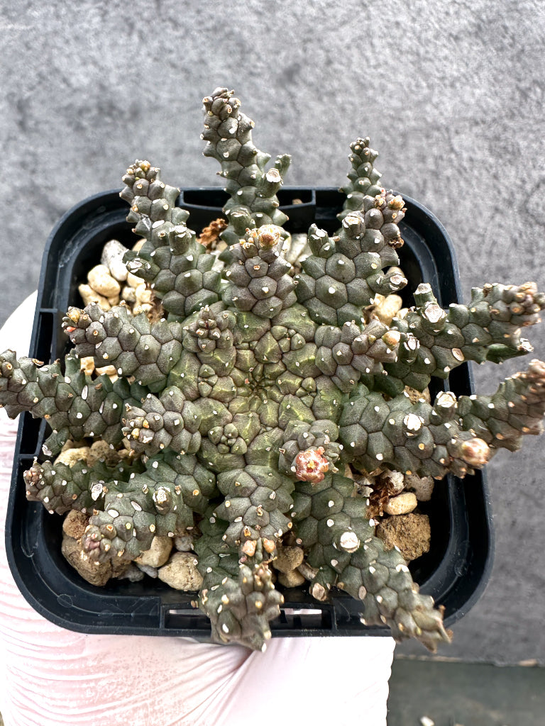 プロテアニオベとココフラワー秋色を束ねて plants260330a21_1_19c69f71-