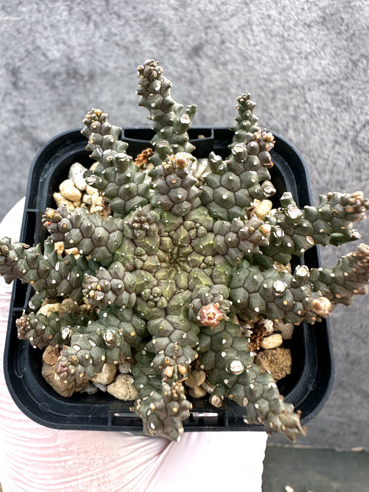 【現品限り】ユーフォルビア・タコモノ hyb【A21】 Euphorbia hybrid