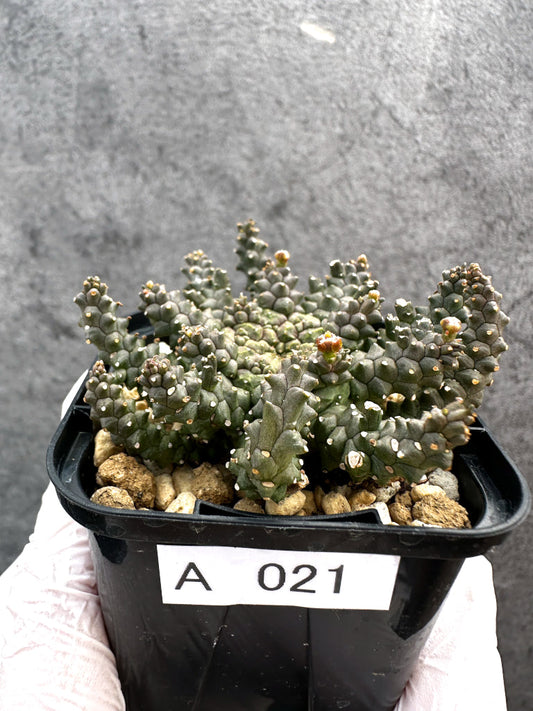 【現品限り】ユーフォルビア・タコモノ hyb【A21】 Euphorbia hybrid