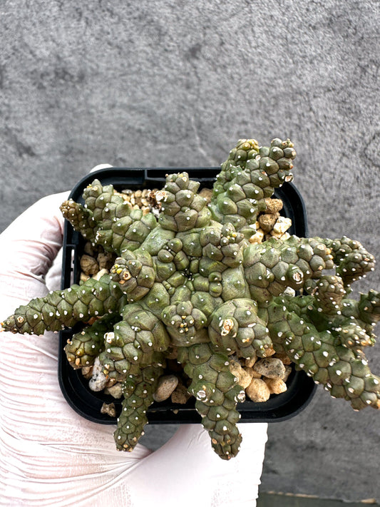 【現品限り】ユーフォルビア・タコモノ hyb【A22】 Euphorbia hybrid