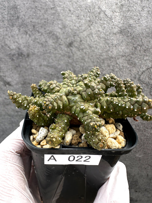 【現品限り】ユーフォルビア・タコモノ hyb【A22】 Euphorbia hybrid
