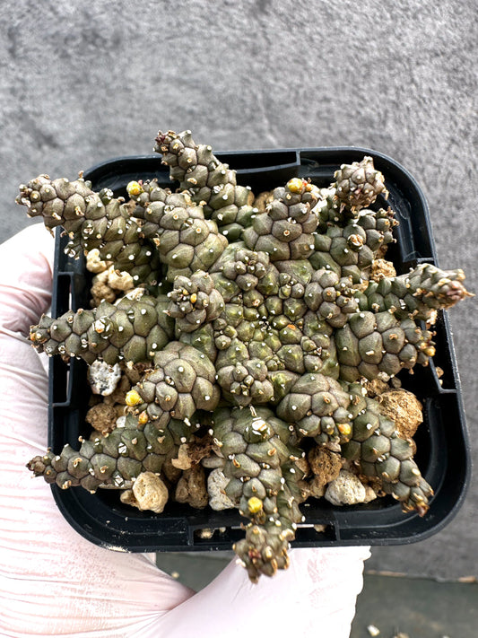 【現品限り】ユーフォルビア・タコモノ hyb【A23】 Euphorbia hybrid