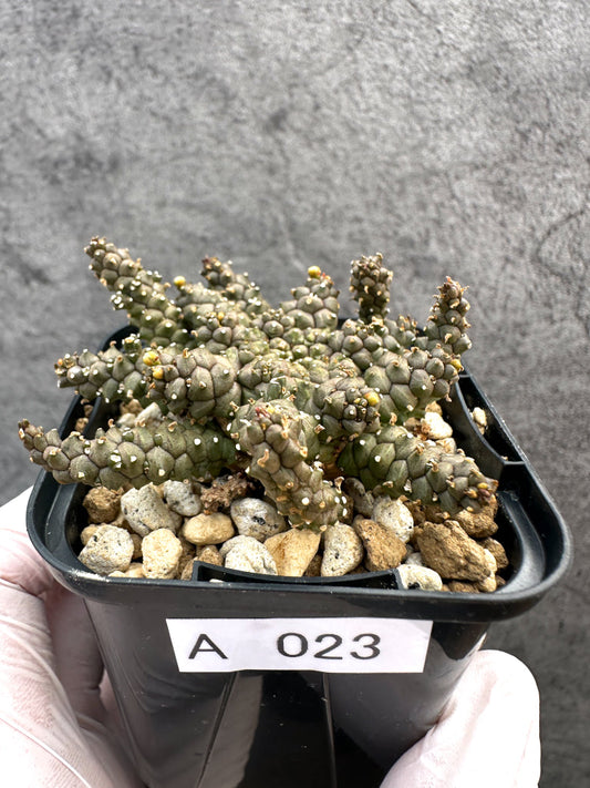 【現品限り】ユーフォルビア・タコモノ hyb【A23】 Euphorbia hybrid