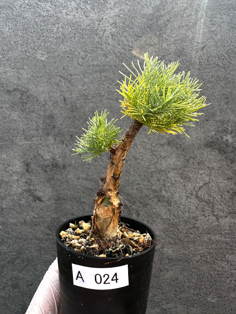 plants260330a24_0bf2ea19-acd4-