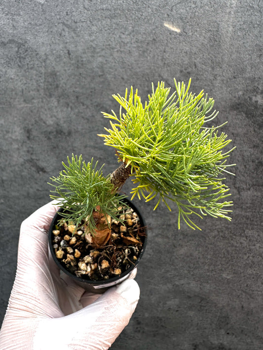 【現品限り】コミフォラ・クラウセリアーナ 実生【A24】 Commiphora kraeuseliana