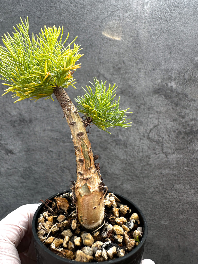 【現品限り】コミフォラ・クラウセリアーナ 実生【A24】 Commiphora kraeuseliana