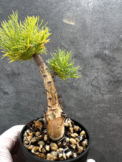 【現品限り】コミフォラ・クラウセリアーナ 実生【A24】 Commiphora kraeuseliana