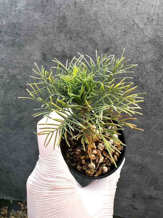 【現品限り】コミフォラ・クラウセリアーナ 実生【A25】 Commiphora kraeuseliana