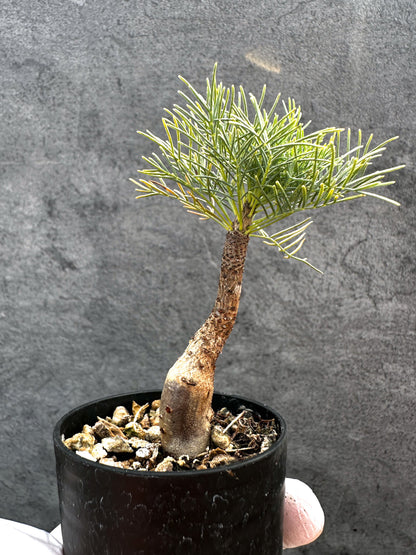【現品限り】コミフォラ・クラウセリアーナ 実生【A25】 Commiphora kraeuseliana