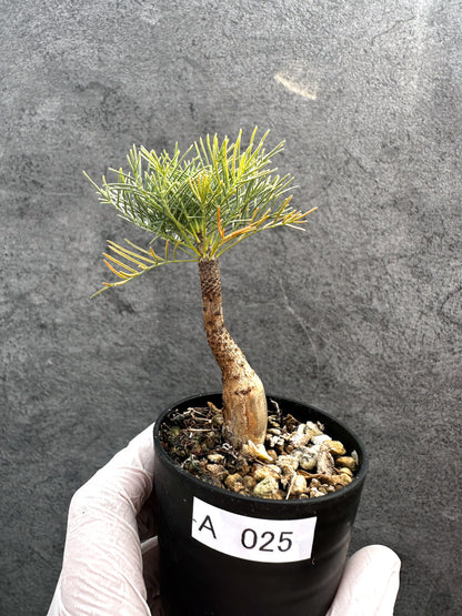 【現品限り】コミフォラ・クラウセリアーナ 実生【A25】 Commiphora kraeuseliana