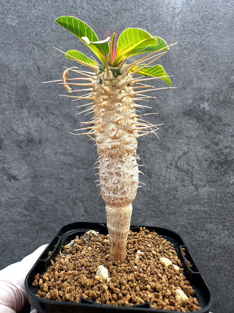 ユーフォルビア・ギラウミニアナ【A26】 Euphorbia guillauminiana
