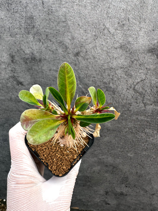 【現品限り】ユーフォルビア・ギラウミニアナ【A27】 Euphorbia guillauminiana