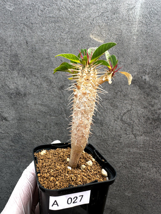 【現品限り】ユーフォルビア・ギラウミニアナ【A27】 Euphorbia guillauminiana