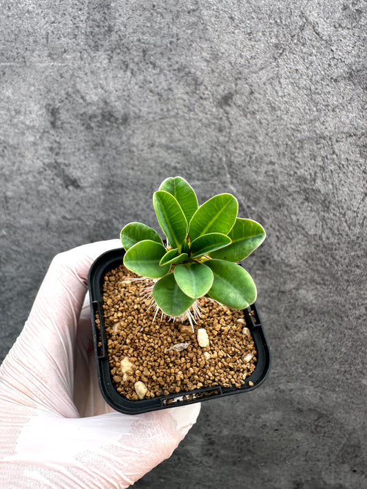【現品限り】ユーフォルビア・ギラウミニアナ【A28】 Euphorbia guillauminiana