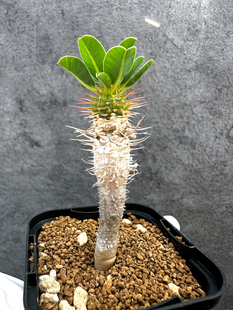 ユーフォルビア・ギラウミニアナ【A28】 Euphorbia guillauminiana