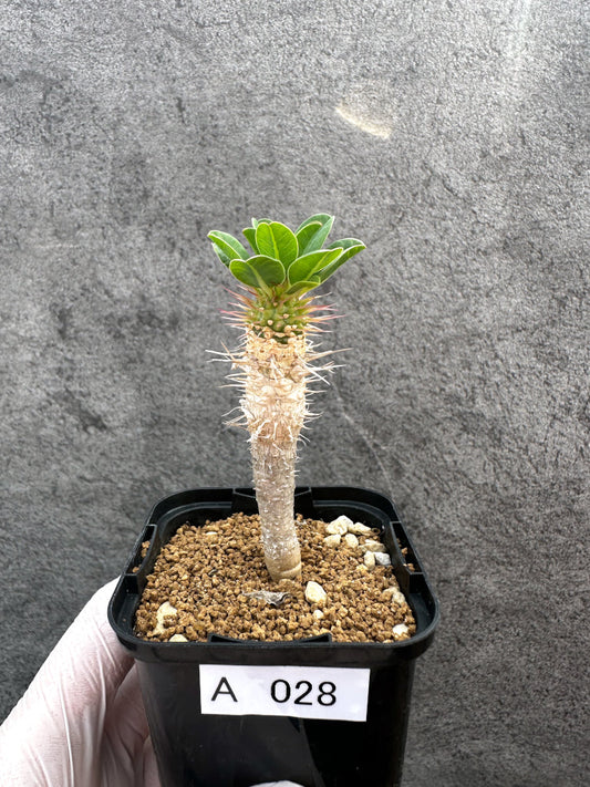 【現品限り】ユーフォルビア・ギラウミニアナ【A28】 Euphorbia guillauminiana