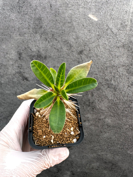 【現品限り】ユーフォルビア・ギラウミニアナ【A29】 Euphorbia guillauminiana