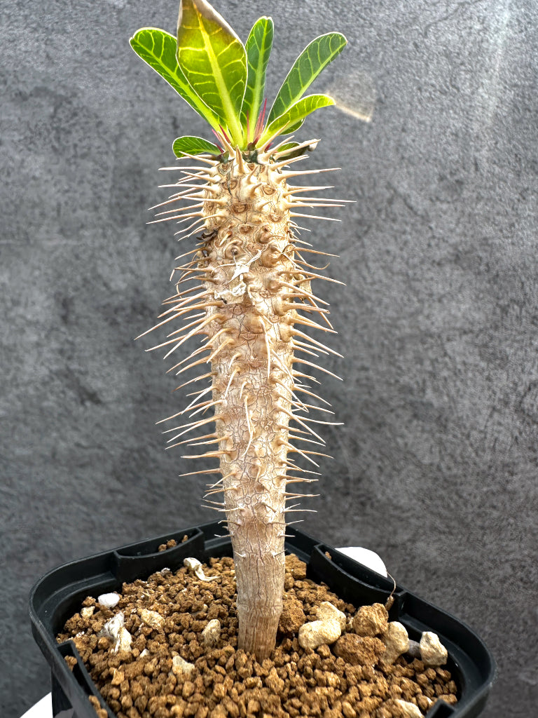 【現品限り】ユーフォルビア・ギラウミニアナ【A29】 Euphorbia guillauminiana