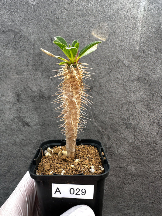 【現品限り】ユーフォルビア・ギラウミニアナ【A29】 Euphorbia guillauminiana