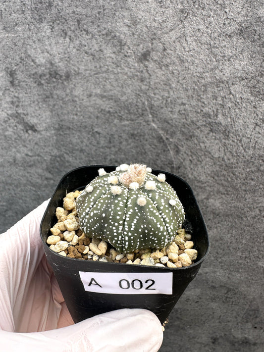 【現品限り】アストロフィツム・スーパー兜 実生【A2】 Astrophytum Super Kabuto