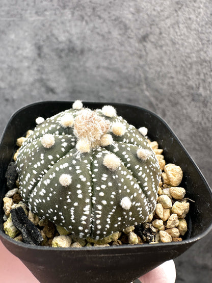 【現品限り】アストロフィツム・スーパー兜 実生【A2】 Astrophytum Super Kabuto